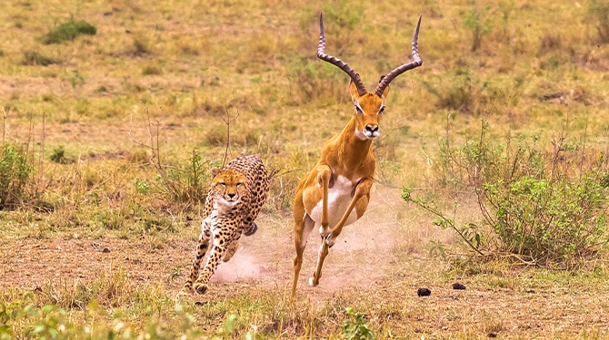 Waarom rennen impala’s altijd weg van hun angsten?