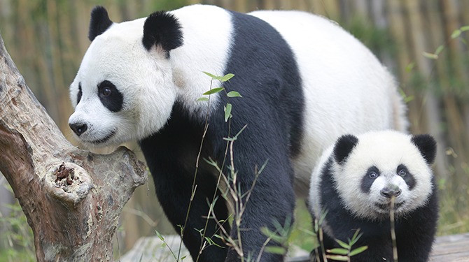 Opnieuw panda geboren: donateur Melanie wil geld terug van WNF