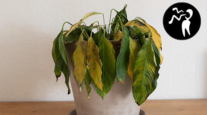 Je bek houden is goed voor de plantjes