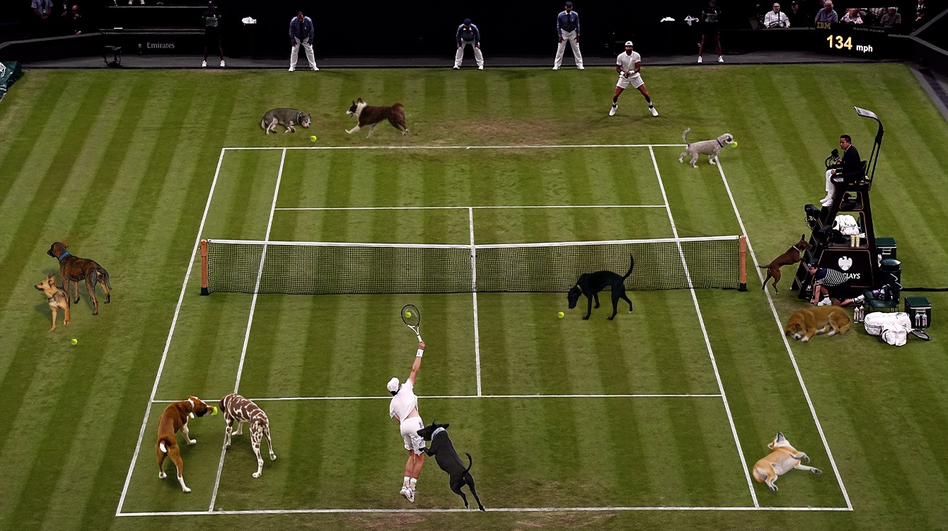 Experiment op Wimbledon met ballenhonden loopt uit op chaos