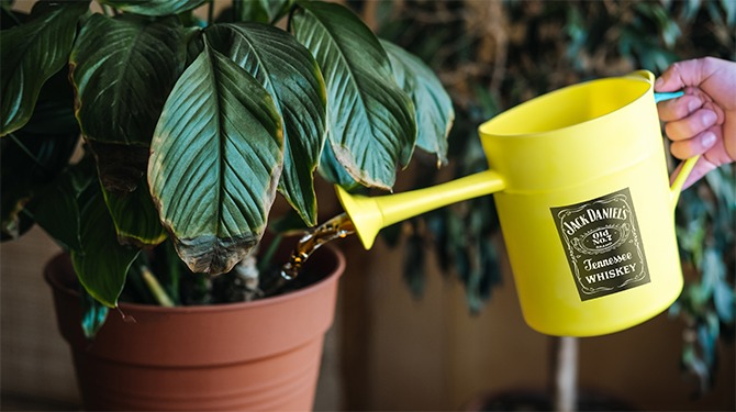 Ook last van dode planten? Misschien geef je ze juist té veel whiskey