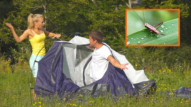 Krekel geniet van zomerse geluid: ruziënde Nederlanders op camping