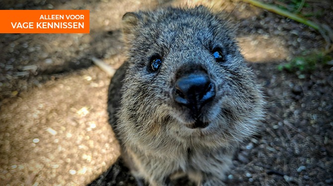 Waarom spreekt deze quokka zich niet uit over het Israël-Palestina conflict?