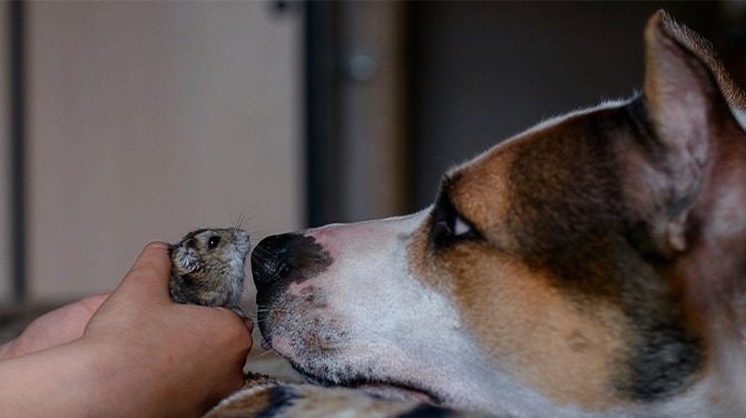 Yoga-puppy krijgt babyhamster om te ontspannen