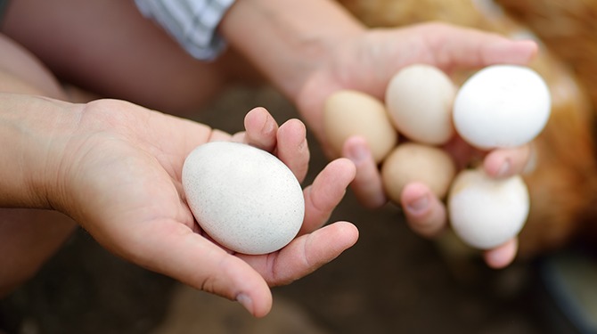 PFAS dumpen in hobby-eieren: een omslachtige methode als je het ons vraagt