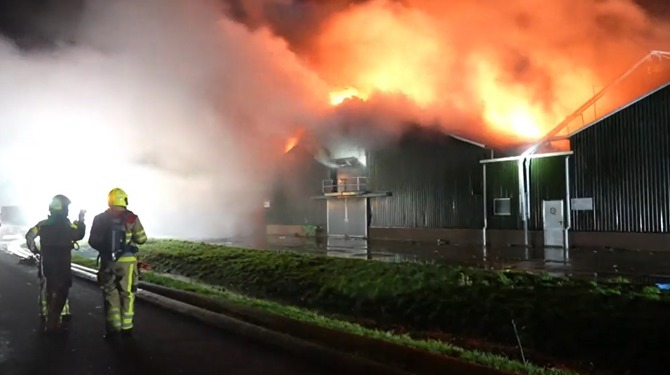 Wéér 50.000 dieren verbrand: waarom kan vee zo slecht met vuur omgaan?