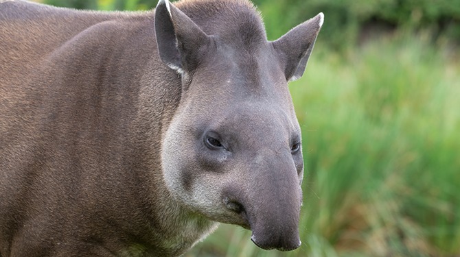 Tapir weet zelf ook nog niet wat evolutie met zijn snuit van plan is