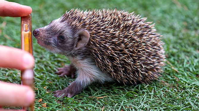 Egel heeft te lang naar schermpje gekeken voor winterslaap