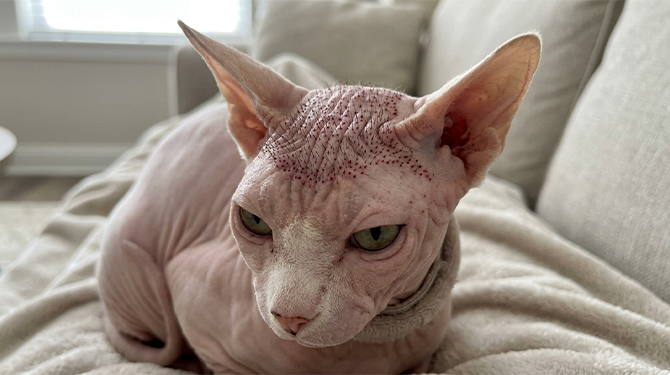Naaktkat komt terug uit Turkije met haargroei