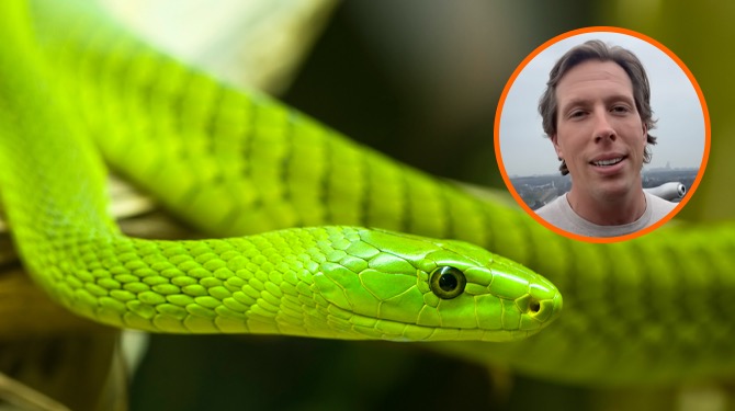 Groene mamba is weer terecht: zat in het been van Freek Vonk