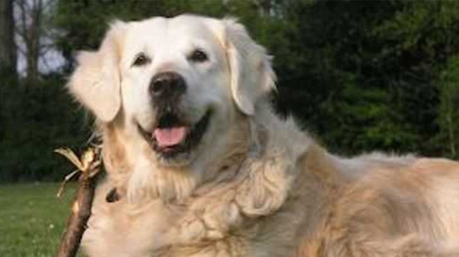 Hond kan kanker ruiken maar wil daar 175.000 euro per patiënt voor