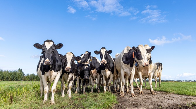 CO2-compensatie: KLM slacht weiland vol koeien voor elke vlucht