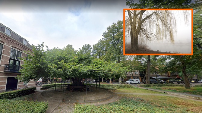 Marialinde in Oisterwijk verkozen tot Boom van het Jaar, treurwilgen niet blij