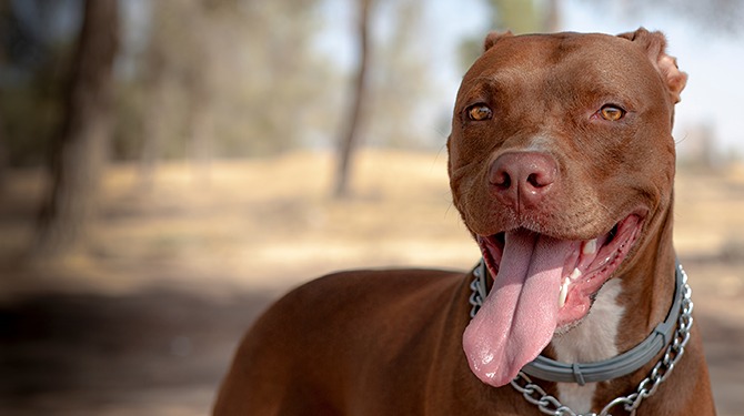 Pitbull krijgt voor Dierendag een mooi nieuw kindergezicht om aan te knabbelen