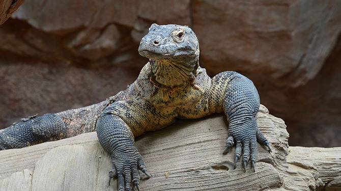 Herman is extreem purpose gedreven maar tevens een komodovaraan dus ja