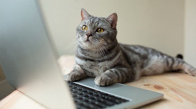 Kat die over toetsenbord loopt begint voor zichzelf als wachtwoordgenerator