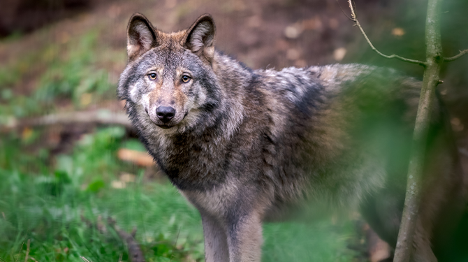 Wolf bij fietsexamen Hengelo is zich van geen kwaad bewust: ‘Ik kwam van rechts’
