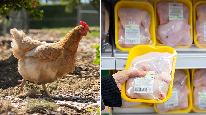 Door vogelgriep getroffen kuiken ziet droom om kipfilet te worden in rook opgaan