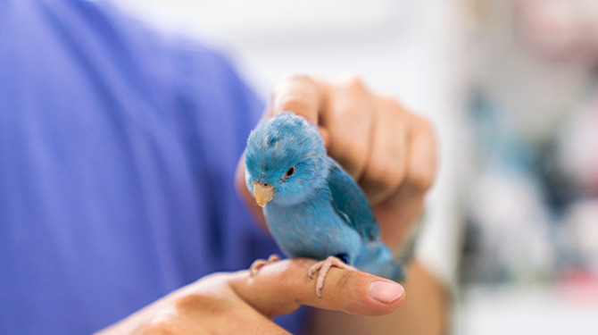 Twittervogel opgenomen met PTSS: ‘Heb te veel ellende gezien’