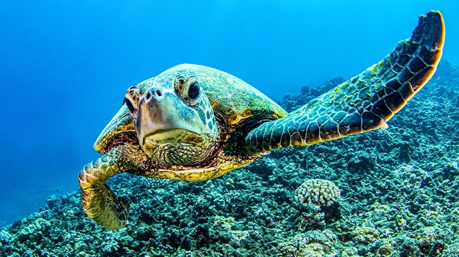 Paul is geen zeeschildpaddenzeeschildpad: 'Ik leef het liefst alleen'