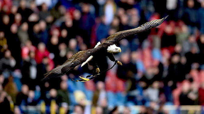 Huurovereenkomst Vitesse en Gelredome: voetbalclub mag geen arend in stadion houden