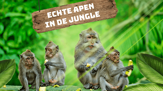 In ‘Echte Apen in de Jungle’ moet een groep primaten zien te overleven terwijl een televisieploeg hun leefomgeving verwoest