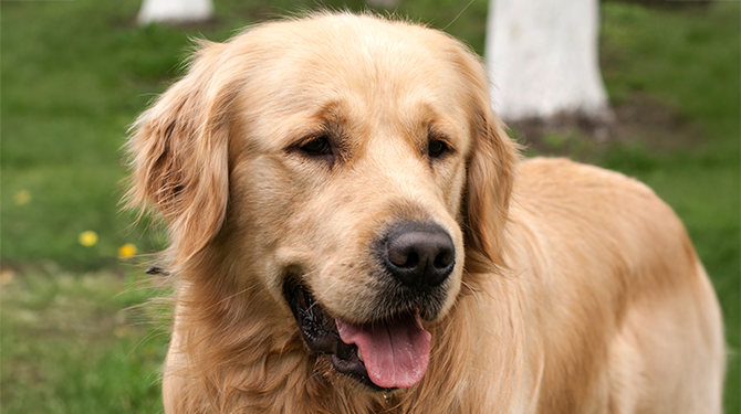 Hond met tienduizend keer betere reuk dan jij staat al vijf minuten aan dode duif te ruiken