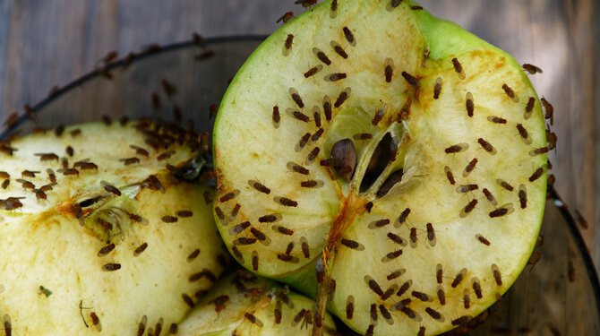 Vrouw die zomer in huis wilde halen heeft nu vooral een keuken vol fruitvliegjes