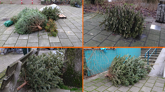 Gemeente wijst speciaal inzamelpunt aan voor kerstbomen: de stoep