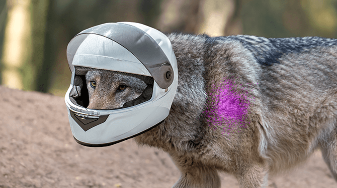 Met paintballgun neergeschoten wolf wil graag eens karten
