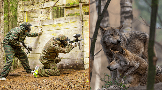 3 paintballvarianten die je met wolven kunt spelen