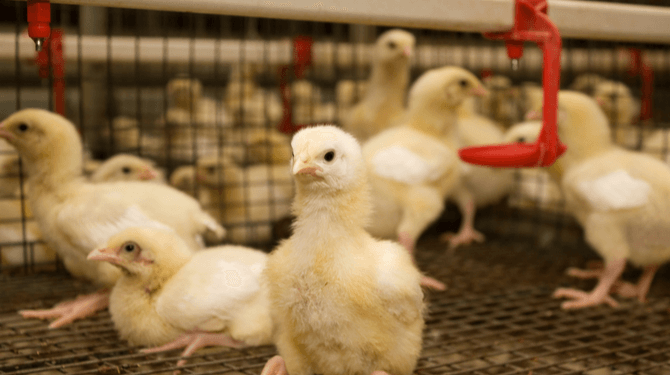 Dierendag-nieuws: 100.000 vleeskuikens hoeven niet langer in de bio-industrie te leven