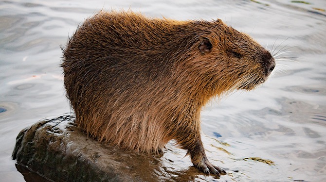 ​Wij deden 7 maanden onderzoek en vonden iets in de wereld dat (relatief) goed gaat: de bever