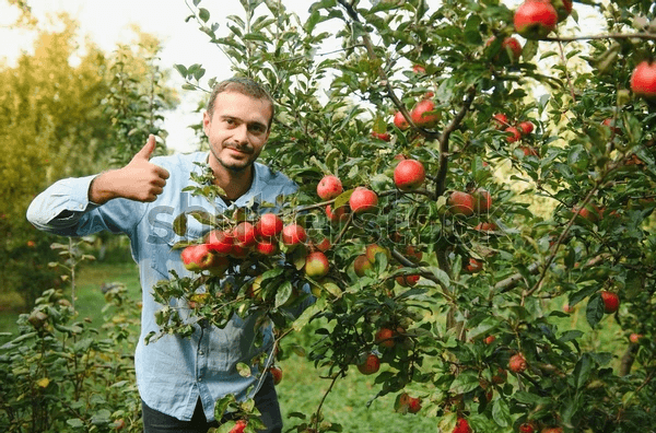 Man investeerde tien jaar geleden in fruitbomen en plukt daar nu de vruchten van