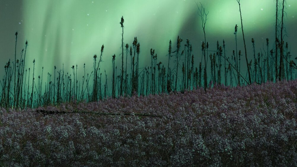 Geomagnetische storm ‘wel goed voor geomagnetische plantjes’