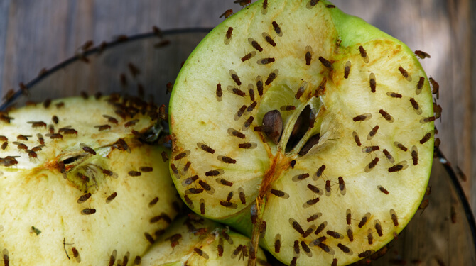 Fruitvliegjes in je keuken? Dan houdt het op