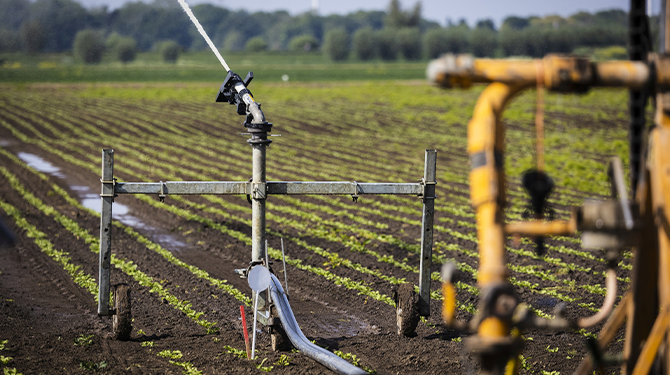 Droogte brengt komkommertijd in gevaar
