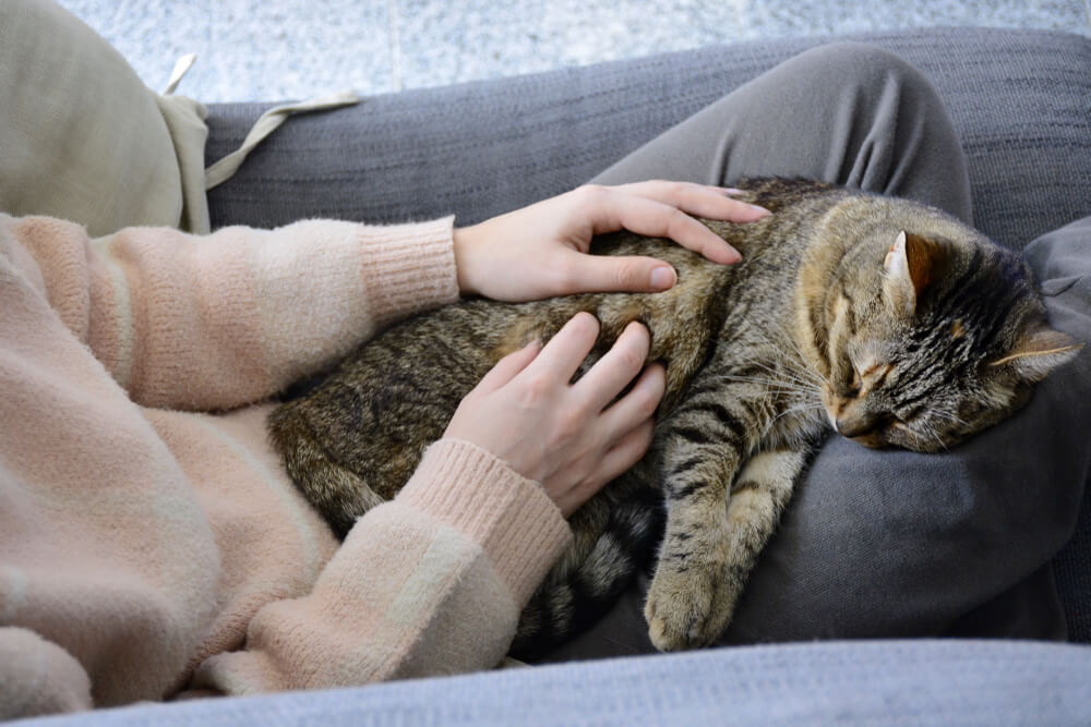Vrouw zit al zeven jaar met kat op schoot