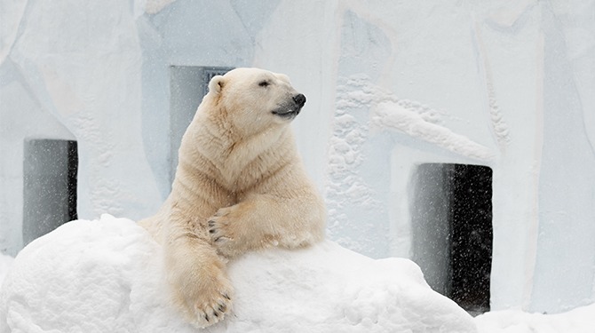 IJsbeer in Blijdorp ziet voor de eerste keer sneeuw